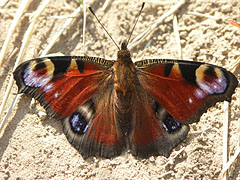 European peacock (Inachis io), a beautiful butterfly that spread all over Europe - Mogyoród, Macaristan