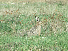 European hare or Brown hare, Eastern jackrabbit (Lepus europaeus) - Mogyoród, Macaristan