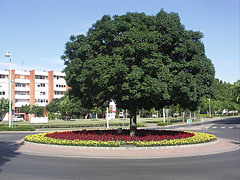 Tree and flowers in the traffic junction at the roundabout - Paks, Macaristan