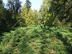 Evergreen thuja bush - Szarvas, Macaristan