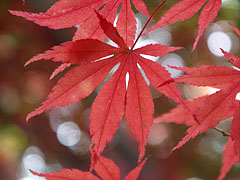 Red autum leaf of a Smooth Japanese Maple (Acer palmatum) tree - Szarvas, Macaristan