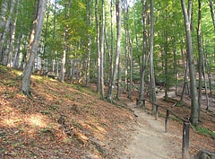 The forest trail that leads from the Szalajka Valley up to the Istállós-kő Cave - Szilvásvárad, Macaristan