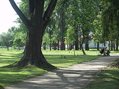 Shady walkway in the City Park of Ajka with a thick-trunked tree - Ajka, Ungaria