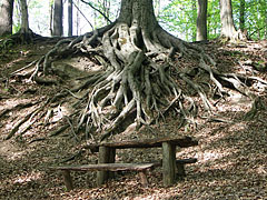 Rotten wooden benches surrounded with leaf-litter, and clinging roots of a tree behind it - Börzsöny Mountains, Ungaria