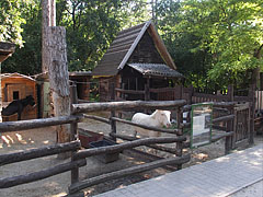 Peasants' Yard, pen of the donkeys - Budakeszi, Ungaria