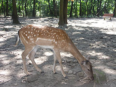 Petting zoo, fallow deer (Dama dama) - Budakeszi, Ungaria