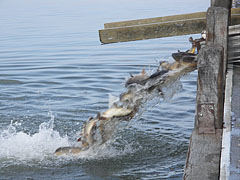 Fish slide - Fonyód, Ungaria