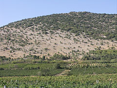 Vineyards on the south side and at the foot of the Szársomlyó Hill - Nagyharsány, Ungaria