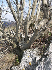 A tree is clinging to a limestone rock at Fekete-kő ("Black Rock") - Pilis Mountains (Pilis hegység), Ungaria