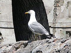 Yellow-legged Gull (Larus michahellis), a large seabird on the wall near the City Museum - Senj, Croația