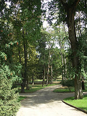 The 29.5-hectare park (so-called "Bócz Garden") of the Andrássy Mansion - Tóalmás, Ungaria