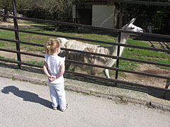 Llama (Lama glama) - Veszprém, Ungaria