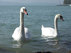 A mute swan couple - Balatonfüred, Hungria