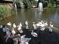 The pelican feeding is a crowd scene - Budapeste, Hungria