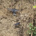 A barn swallow (Hirundo rustica) couple is collecting mud from the collapsed river wall for creating their nest - Komlóska, Hungria