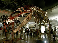 Came from South America, 14-meter-long, weighing 8 tons, its head is 2 meters long: it is the giant Giganotosaurus carolinii dinosaur - Budapest, Ungheria