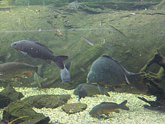 Freshwater fish tank - Budapest, Ungheria