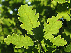 The fresh green leaves of the oak tree that stands on the mountaintop - Dobogókő, Ungheria