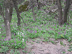 Spring flowers in the forest - Eplény, Ungheria