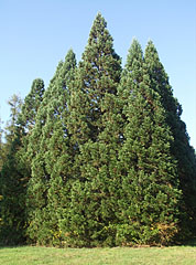 Group of some evergreen trees (maybe sequoia trees) - Gödöllő, Ungheria