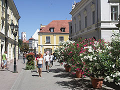 Pedestrian area with flowering oleander bushes - Győr, Ungheria