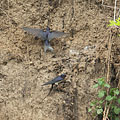 A barn swallow (Hirundo rustica) couple is collecting mud from the collapsed river wall for creating their nest - Komlóska, Ungheria