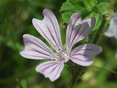 A pink colored mallow (Malva) flower beside the road - Paks, Ungheria