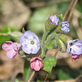 Selva Baconia (Bakony), Ungheria