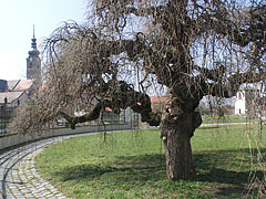 Crooked tree in the castle garden - Szécsény, Ungheria