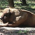 Budakeszi, Unkari