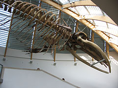 Suspended whale skeleton in the atrium (lobby) - Budapest, Unkari