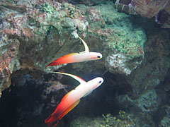 Tiny orange fishes - Budapest, Unkari