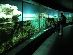 Aquarium, it was renovated and rebuilt in 1997 - Amsterdam, Nizozemska