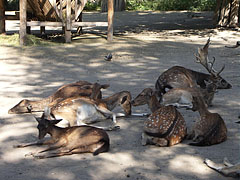 Fallow deers (Dama dama) rest in the shade of the trees - Budimpešta, Madžarska