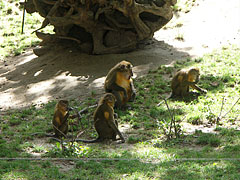 A group of Golden-bellied mangabeys (Cercocebus chrysogaster) - Budimpešta, Madžarska