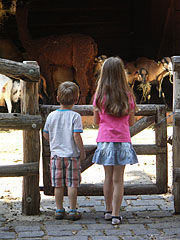 Many kinds of friendly domestic animals in the pen - Budimpešta, Madžarska