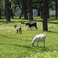 Budimpešta, Madžarska