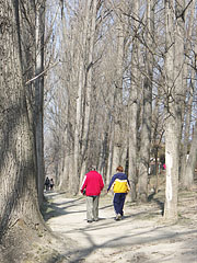 Walk in the great trees in the warm spring sunshine - Dunakeszi, Madžarska