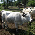 Gödöllő Hills (Gödöllői-dombság), Madžarska