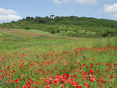 Red poppy-flood at the end of May - Mogyoród, Madžarska