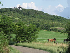 Paradise landscape also for the horses - Mogyoród, Madžarska