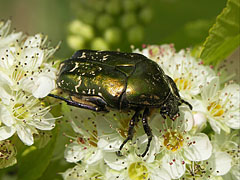 Green rose chafer (Cetonia aurata) beetle - Mogyoród, Madžarska