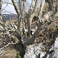 Pilis Mountains (Pilis hegység), Madžarska