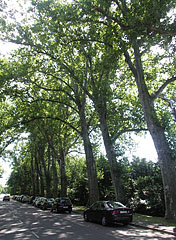 Plane tree alley beside the palace garden - Nagycenk, Węgry