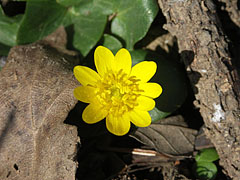 Lesser celandine (Ranunculus ficaria), a yellow spring flower - Csővár, Унгария