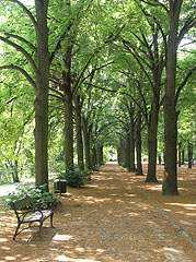 Entrance of the Elisabeth Park (Erzsébet-park) is lined with lime trees line - Gödöllő, Унгария