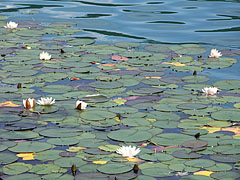 White water lillies in Lake Bled - Bled, Словения