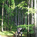 A walk in the forest in May - Bánkút, Ungarn