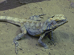 Frilled-neck lizard or frilled dragon (Chlamydosaurus kingii) - Boedapest, Hongarije