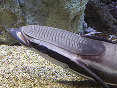 Live sharksucker or slender sharksucker (Echeneis naucrates) fish - Boedapest, Hongarije